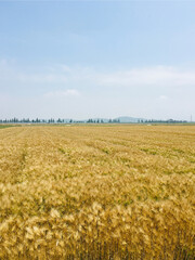 late spring barley harvest season