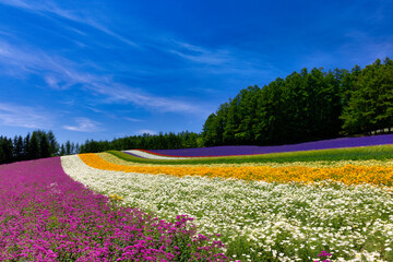 Fototapeta na wymiar lavenders in Furano, Hokkaido