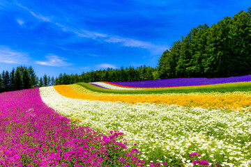 Flowers in Tomida Farm, Furano Hokkaido