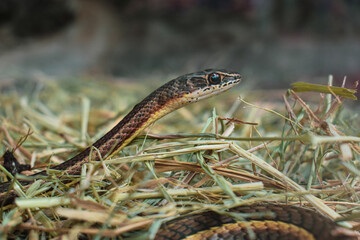 snake in the grass.