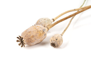 dried poppy heads isolated on white