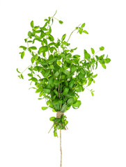 Bouquet of green fresh mint tied with rope isolated on white