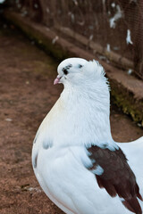 close up of a white pigeon with brown patches.