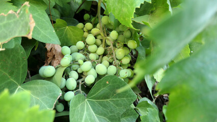 Bunch of young unripe green grapes