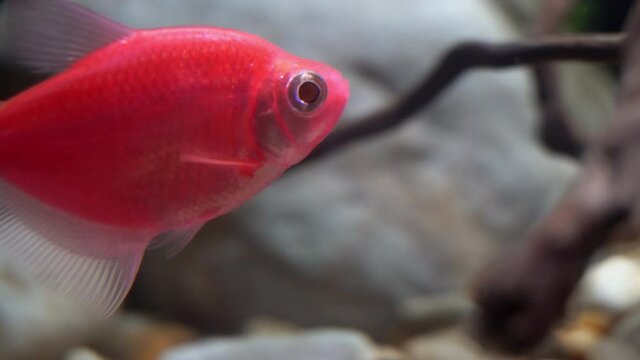 Fluorescent tetra as seen in daylight.