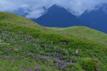flowers in the mountains