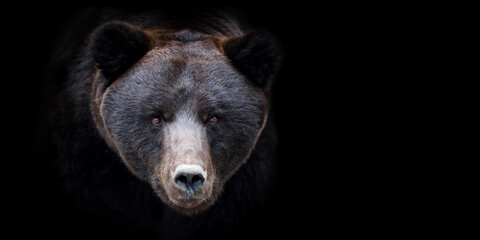 Close bear portrait on black background