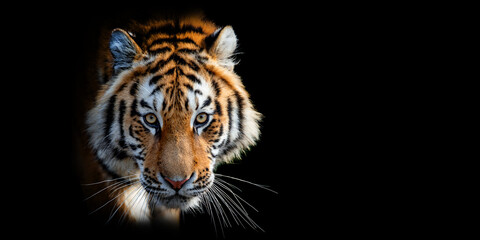 Close Tiger portrait on black background