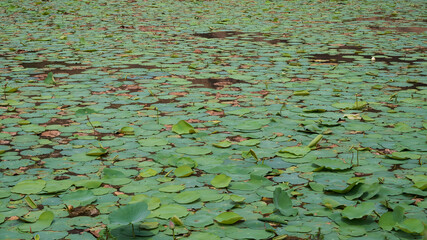 Pond water fully covered with the full of lotus leaf and lotus buds. Full green leaf pond. Lotus pond near the temple..