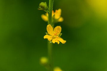 マクロ撮影した雨に濡れたフックキンミズヒキ