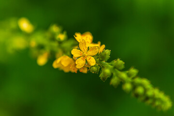 マクロ撮影した雨に濡れたフックキンミズヒキ