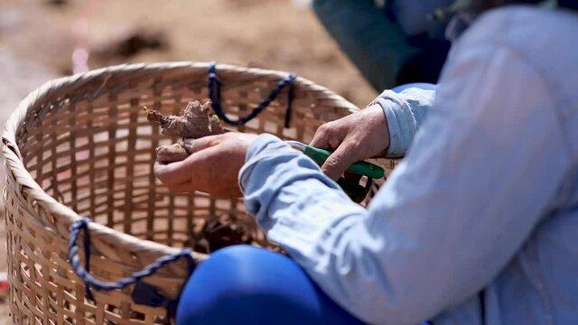 How to grow turmeric, ginger, galangal in an agricultural plot.