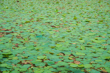 Lotus pond with lotus leaf and lotus buds surrounded by trees and plants near south indian temple. 