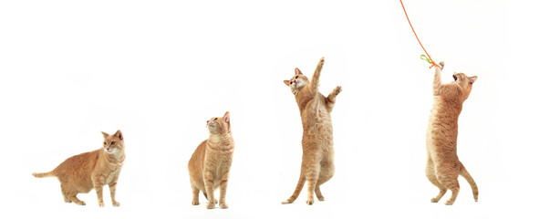 gato saltando secuencia fondo blanco jugueton divertido ágil movimiento - obrazy, fototapety, plakaty