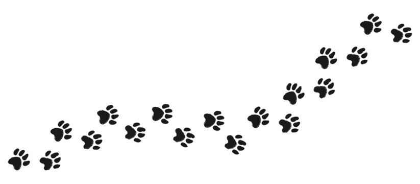 Vector foot trail with animal paw prints. Dog or cat hand drawn paw print background. Vector illustration isolated on white. 