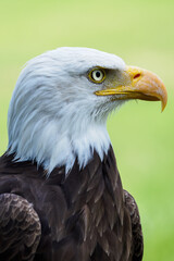 The bald eagle portrait outside.