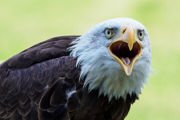 The bald eagle portrait outside.