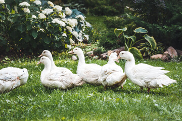 A flock of mulard ducks walk on the lawn at a home farm.