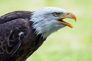 The bald eagle portrait outside.