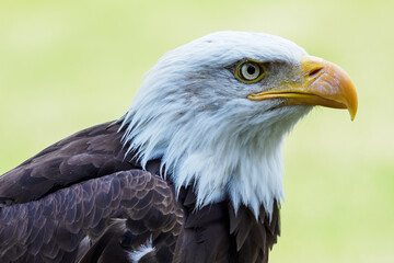 The bald eagle portrait outside.