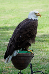 A bald eagle sitting on a pedestal outside.