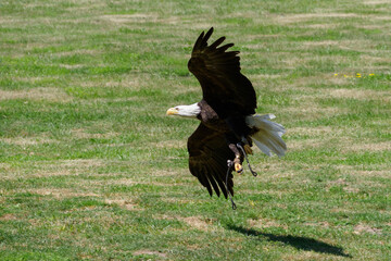 A bald eagle flying low over the lawn.