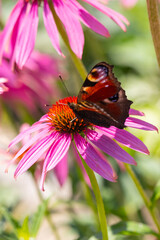 a peacock butterfly (aglais io) sitting and harvesting on an coneflower blossom (echinacea) in full bloom
