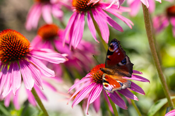 a peacock butterfly (aglais io) sitting and harvesting on an coneflower blossom (echinacea) in full bloom
