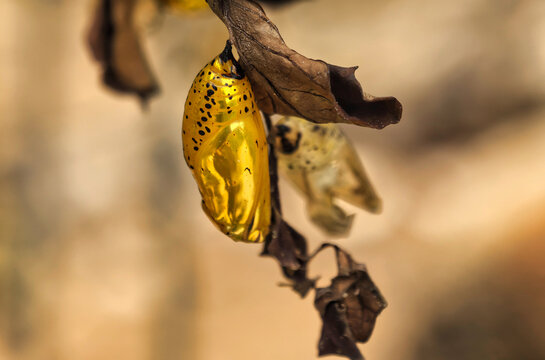 Okinawa,Japan - July 13, 2021: Closeup of chrysalis of Tree Nymph Butterfly or Rice Paper butterfly or Oogomadara 
