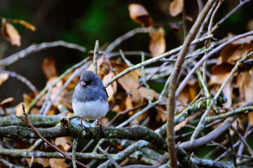 _DSC7245_HR-Dark Eyed Junco