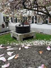 On the way to lavaux Vineyard