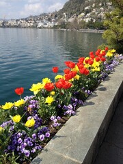 Tulips near Xiong Castle