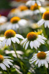 White coneflowers (echinacea) in full bloom with blurry background