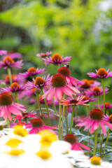 Purple coneflowers (echinacea) in full bloom with white ones in blurry foreground and green background