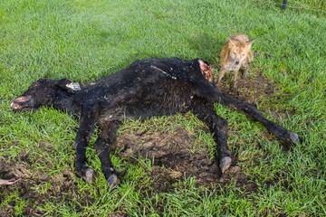fox with mange, feeding on and eating dead cow in Australia.