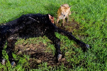 fox with mange, feeding on and eating dead cow in Australia.