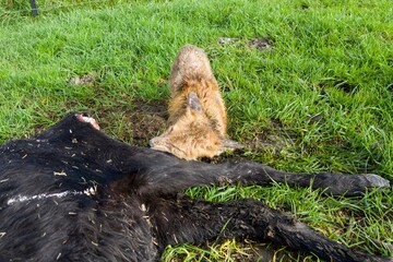 mangy fox eating a dead angus cow.