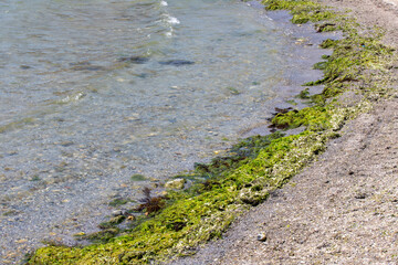 Many algae on the sea beach