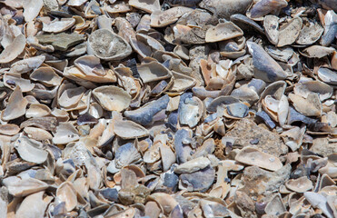 A close-up with broken shells on the beach with selective focus