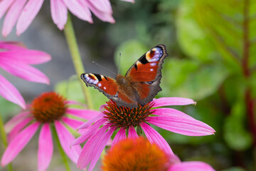a peacock butterfly (aglais io) sitting and harvesting on an coneflower blossom (echinacea) in full...