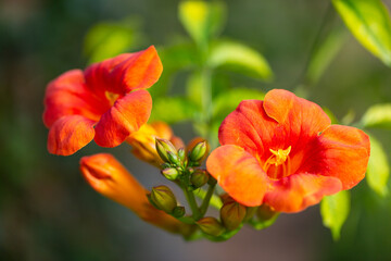 Close-up of orange and red blossoms and buds of hummingbird vine, also known as trumpet creeper or...