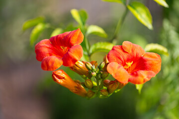 Fototapeta premium Close-up of orange and red blossoms and buds of hummingbird vine, also known as trumpet creeper or trumpet vine (campsis radicans)