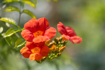 Close-up of orange and red blossoms and buds of hummingbird vine, also known as trumpet creeper or...