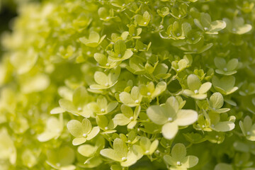 Details of green and white hydrangea blossoms