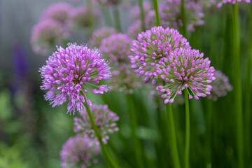 Bunch of velvet allium lusitanicum with buds and blossoms - obrazy, fototapety, plakaty