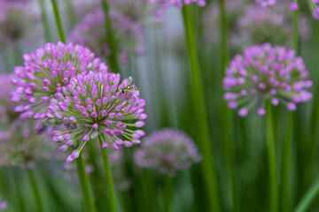 A bee on velvet allium lusitanicum with buds short before blooming - obrazy, fototapety, plakaty