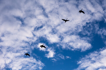 Silhouettes of four geese flying in the sky - blue sky with white clouds