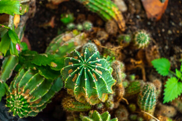 Flowerbed with many diversity Cacti and other ornamental plants, Echinopsis tubal (Echinopsis tubiflora).