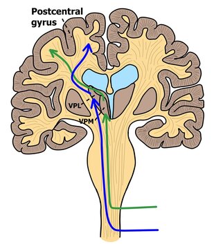 the pathway of sensory perception upcoming from spinal cord to thalamus and post central gyrus.