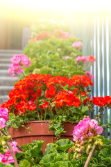 Close up of pots with geranium on stones steps. Atmospheric vintage garden and ancient street. Pot with beautiful red and pink flowers on stairs. Upward perspective.